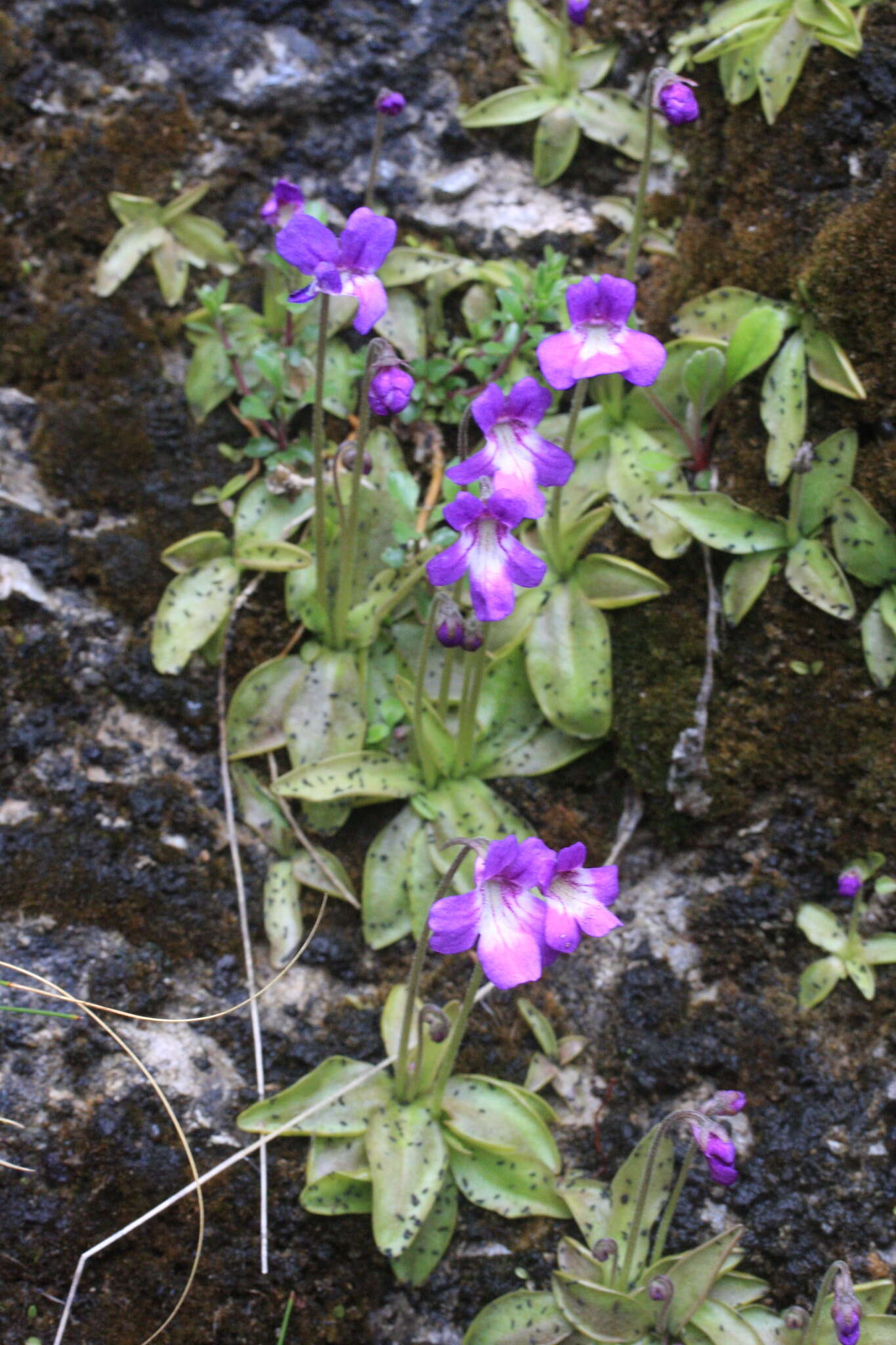 Image of Pinguicula poldinii J. F. Steiger & Casper