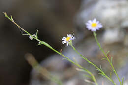 Image of sand fleabane