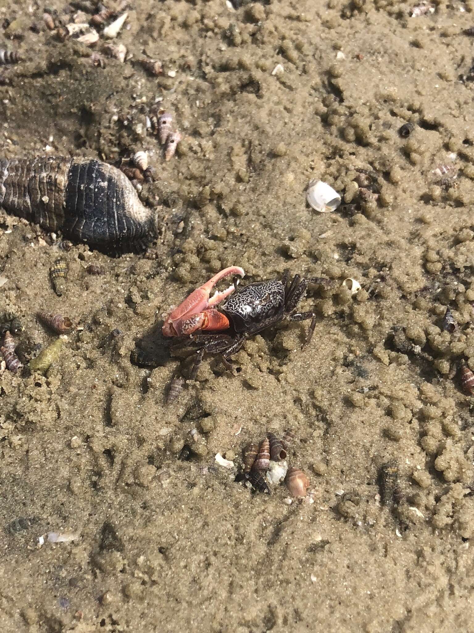 Image of Austruca occidentalis (Naderloo, Schubart & Shih 2016)