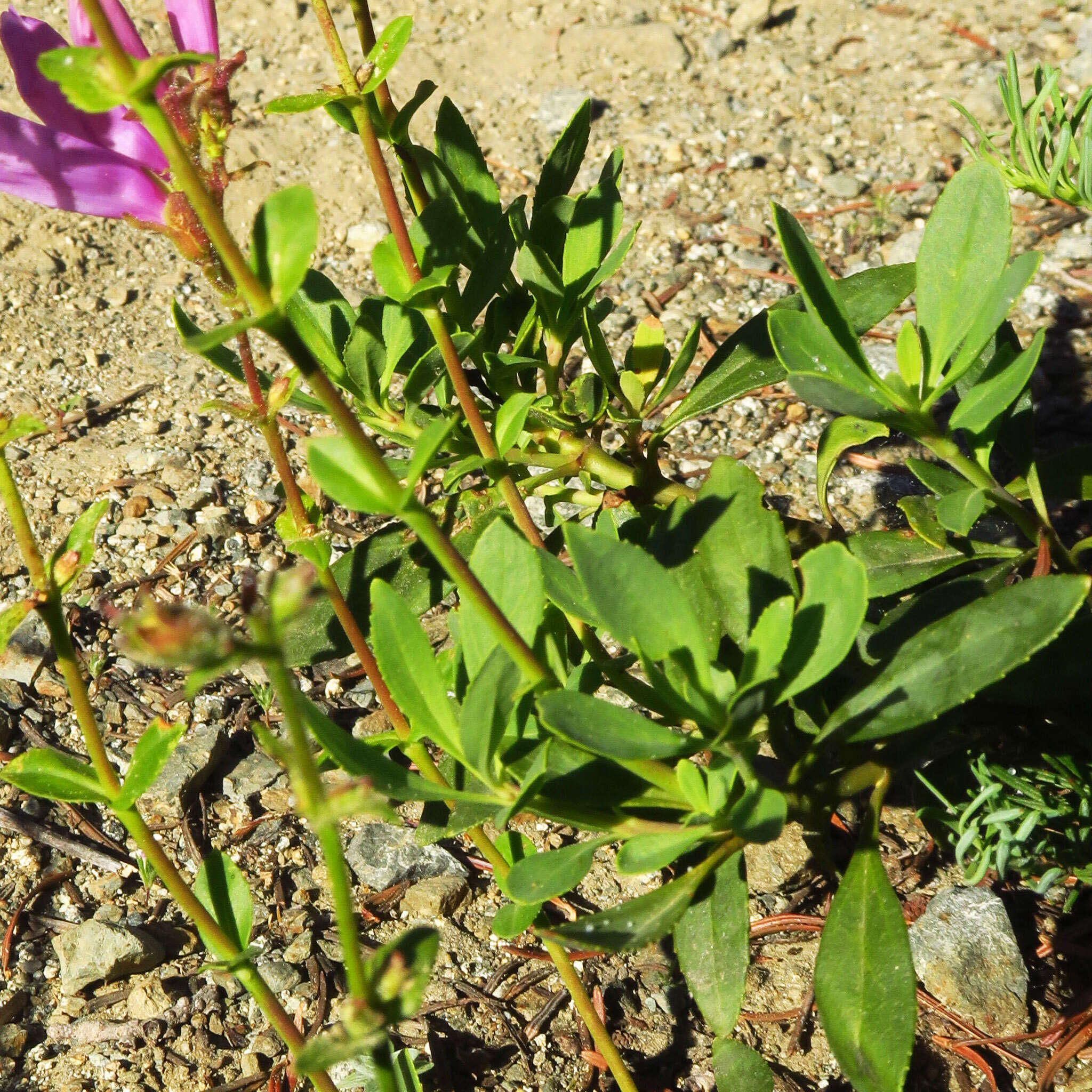 Слика од Penstemon newberryi subsp. berryi (Eastw.) D. D. Keck