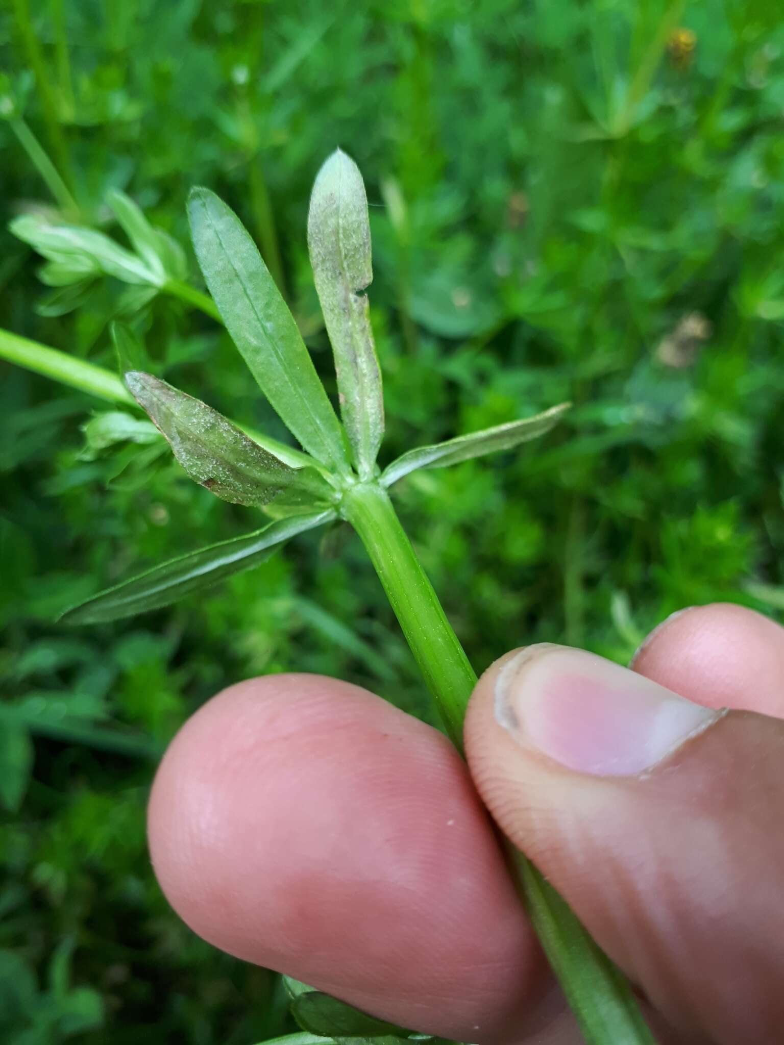 Image of Peronospora galii