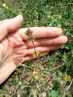 Image of Lamium amplexicaule var. orientale (Pacz.) Mennema