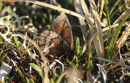 Erebia fasciata Butler 1868 resmi