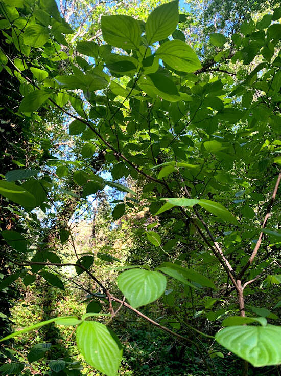 Image of blackfruit dogwood