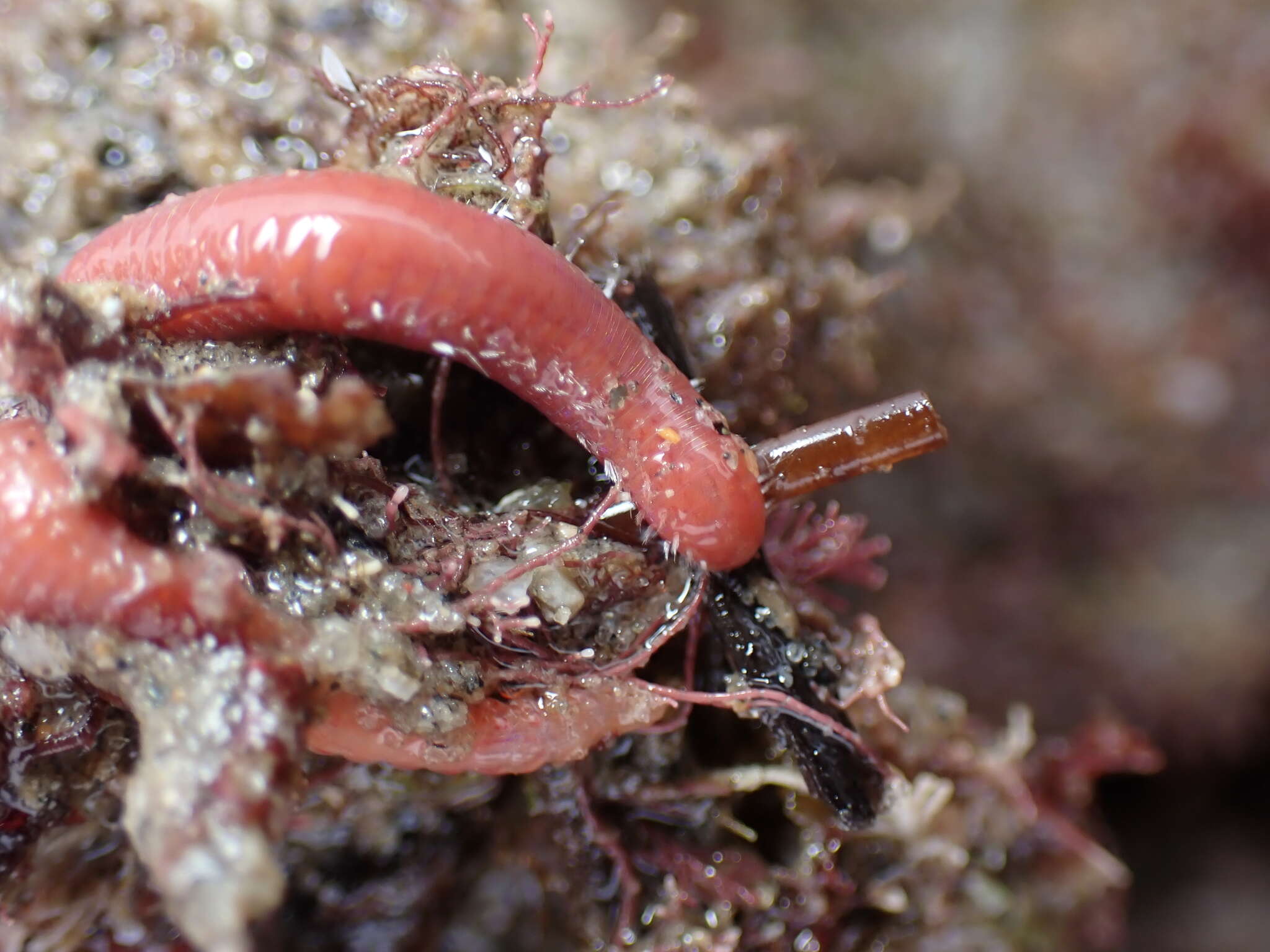 Image of Pareurythoe californica (Johnson 1897)