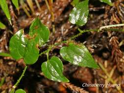 Image de Smilax sieboldii Miq.