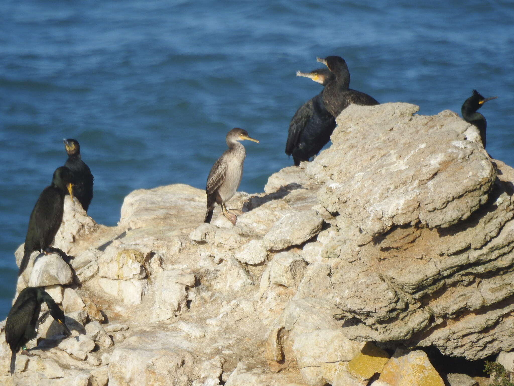 Image of <i>Gulosus aristotelis</i>