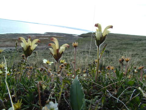 Imagem de Pedicularis capitata Adams.