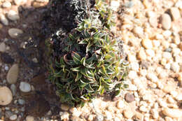 صورة Limonium nydeggeri M. Erben