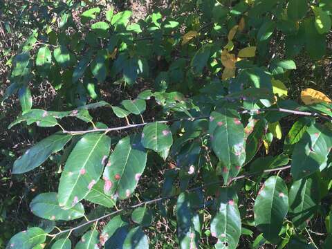 Image of Alabama cherry