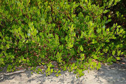 Image of Hooker's manzanita