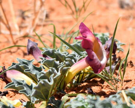 Image de Harpagophytum procumbens subsp. procumbens