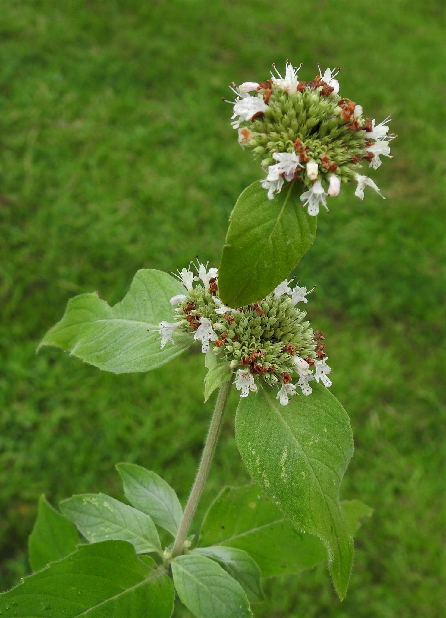 Image of hoary mountainmint