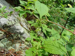 Image of grayleaf red raspberry