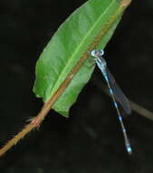 Image de Austrolestes leda (Selys 1862)