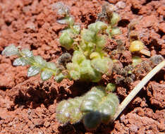 Image de Phacelia serrata J. W. Voss