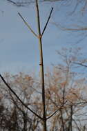 Image of Fraxinus pennsylvanica var. pennsylvanica