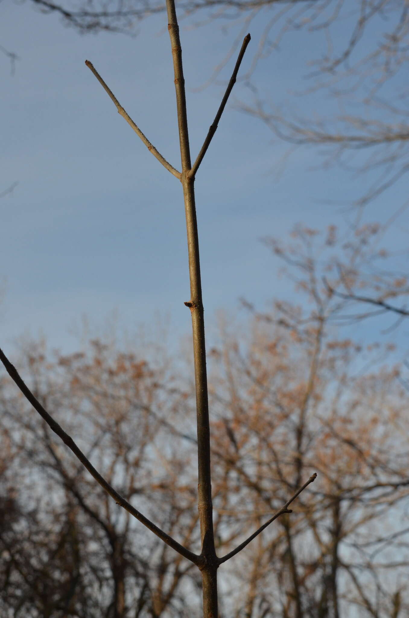 Image of Fraxinus pennsylvanica var. pennsylvanica