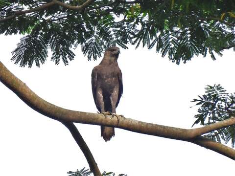 Nisaetus cirrhatus limnaeetus (Horsfield 1821) resmi