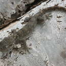 Image of Socotra Giant Gecko