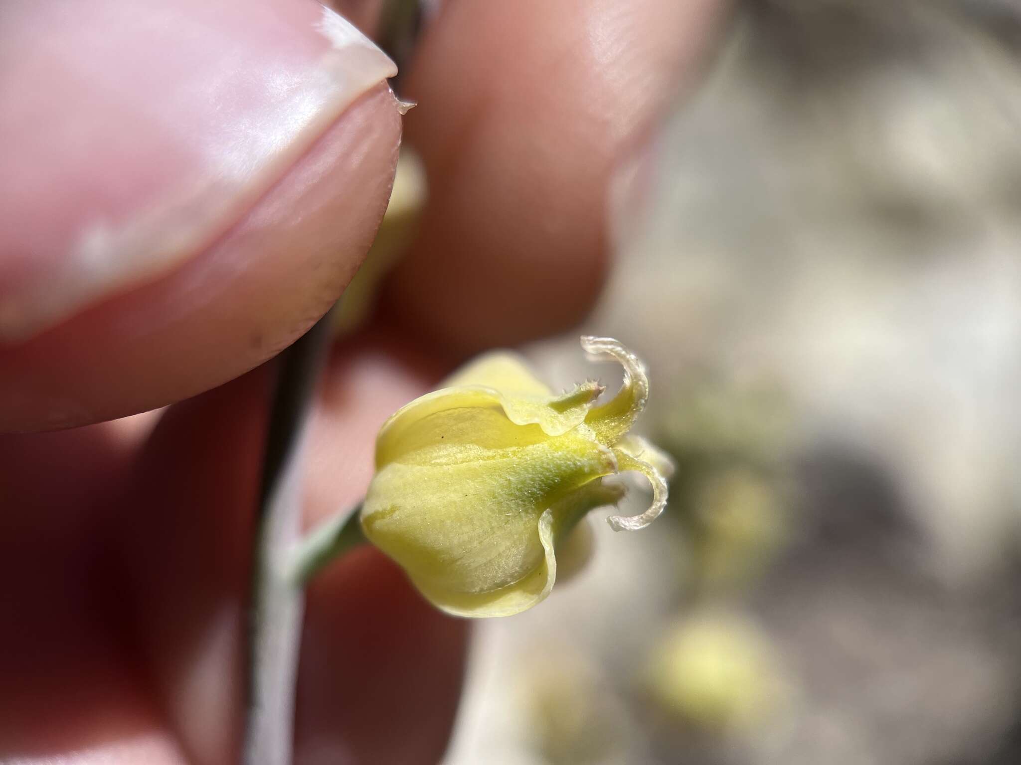 Image of Laguna Mountain jewelflower