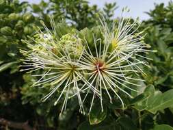 Image of Bush Maerua