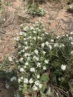 Plancia ëd Cryptantha crassisepala var. crassisepala