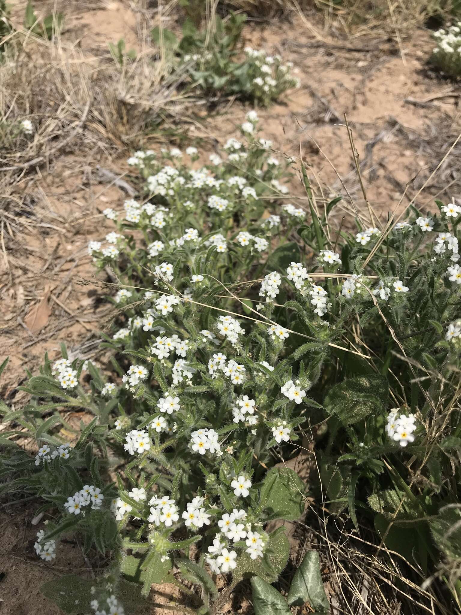 Image of thicksepal cryptantha