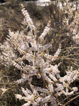 Слика од Tetradenia