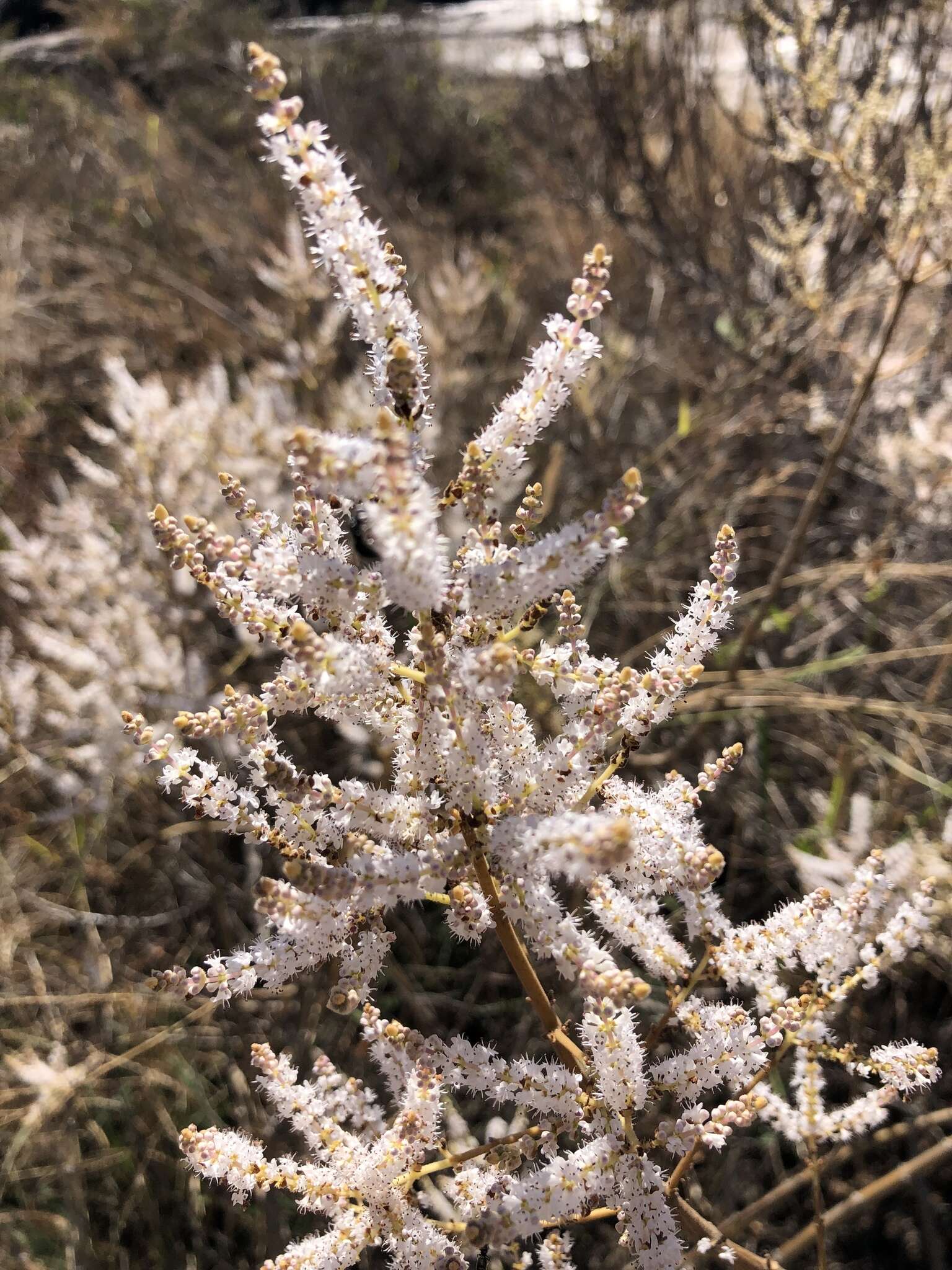 麝香木属的圖片