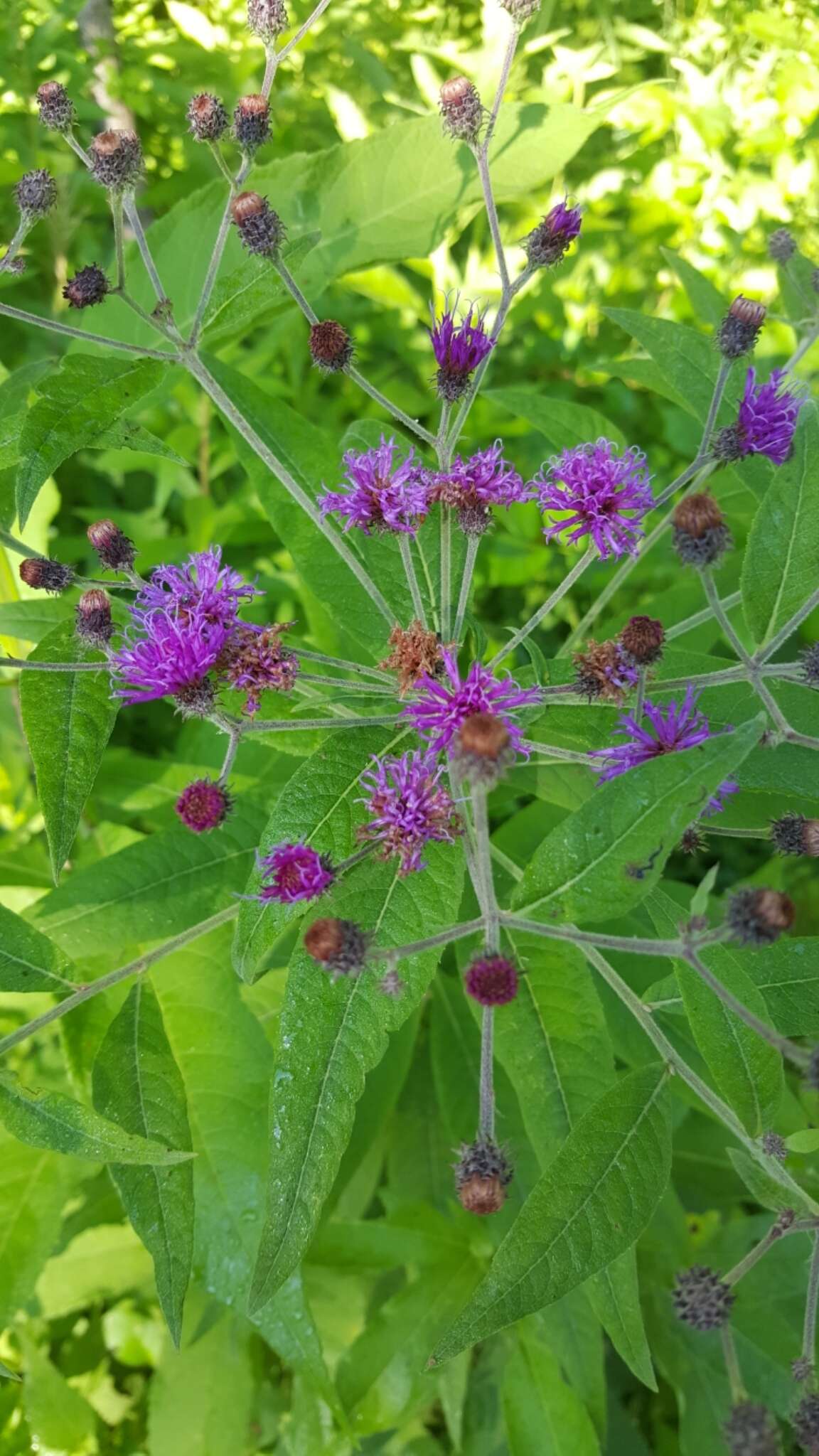 Image of Baldwin's ironweed