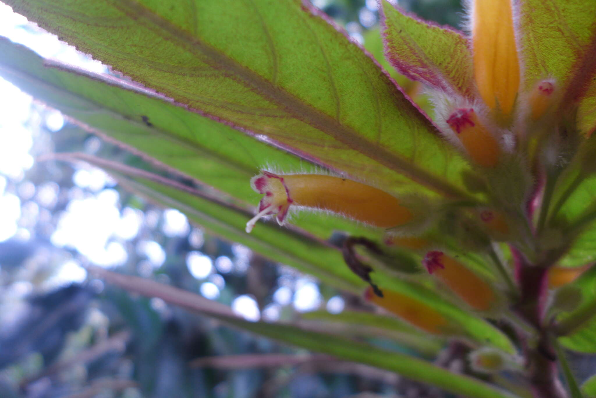 Image of Columnea polyantha (Wiehler) L. E. Skog