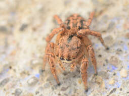 Image of Habronattus texanus (Chamberlin 1924)