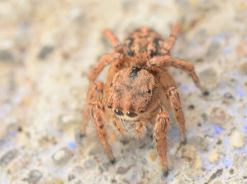 Image of Habronattus texanus (Chamberlin 1924)