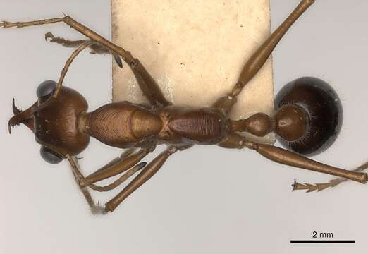 Image of Myrmecia regularis Crawley 1925