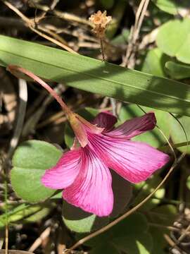 Image of Oxalis brasiliensis Lodd.