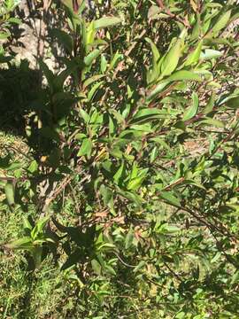 Image of Baccharis latifolia (Ruiz & Pav.) Pers.