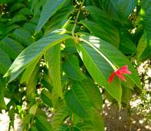 Image of Rangoon creeper