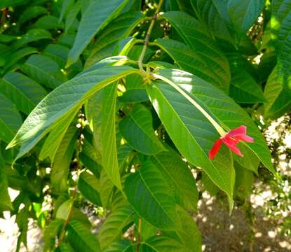 Imagem de Combretum indicum (L.) C. C. H. Jongkind