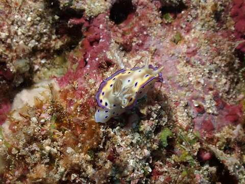 Image of Purple spot skirt lifter slug