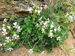 Image of Pelargonium pulchellum Sims