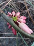 Image of Adenia densiflora Harms