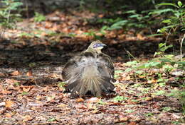 Image of Coquerel's Coua