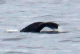 Image of gray whales