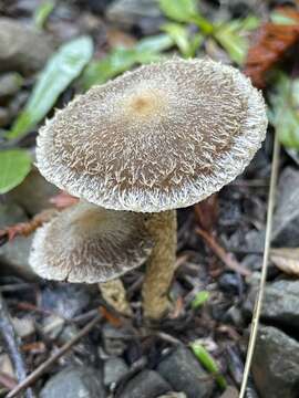 Image of Psathyrella frustulenta (Fr.) A. H. Sm. 1941