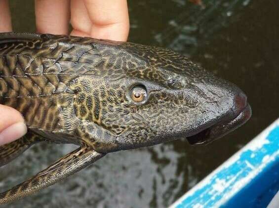 Image of Amazon sailfin catfish