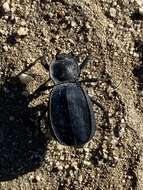 Image of Stenomorpha (Asidina) confluens (Le Conte 1851)