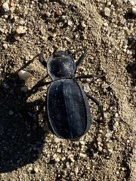 Image of Stenomorpha subgen. Asidina Casey 1912