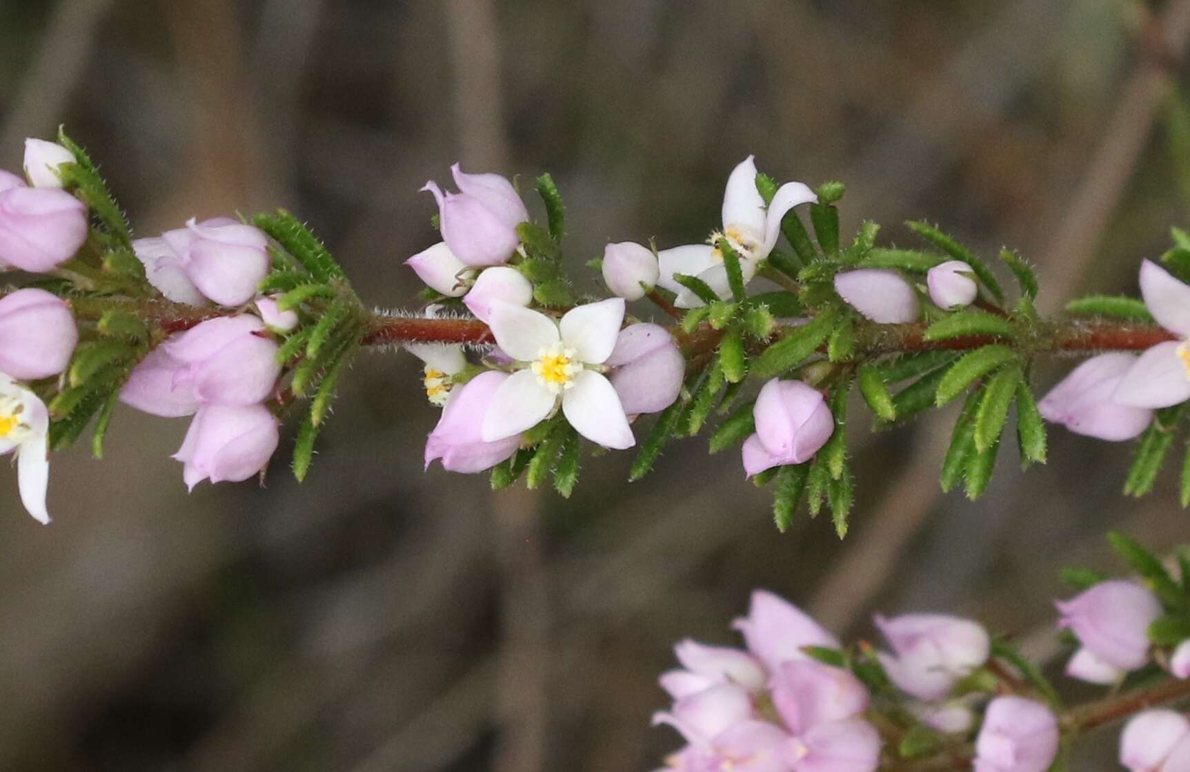 Image of Boronia pilosa subsp. pilosa