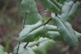 Plancia ëd Acourtia hidalgoana B. L. Turner